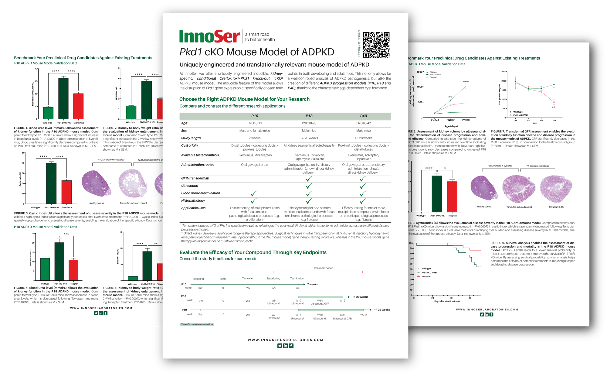 ADPKD Mouse Model InnoSer Leaflet Pkd1 KO mouse